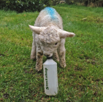 500ML SCREW TOP LAMB BOTTLE (BOTTLE ONLY)