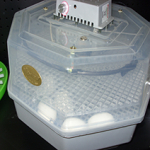 MAXI INCUBATOR 60Egg