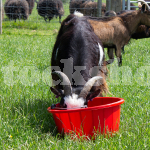 RED GORILLA® 15L SHALLOW BUCKET RED