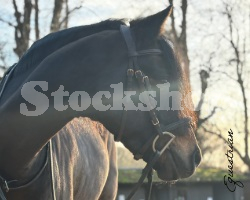 Equestrian Equestrian